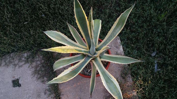 agava americana variegata - agave