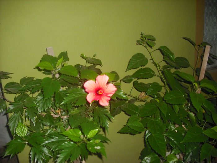 DSCF0021 - w FLORI
