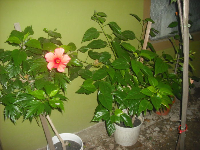 DSCF0022 - w FLORI
