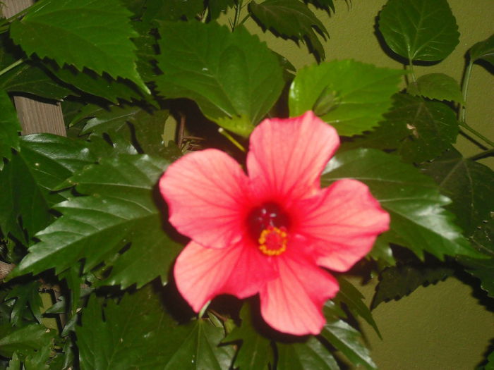 DSCF0027 - w FLORI