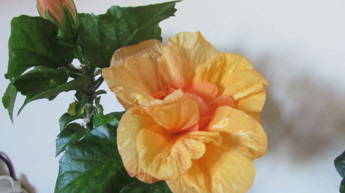 Jazz - Hibiscusi 2015 1