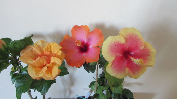 019 - Hibiscusi 2015 1