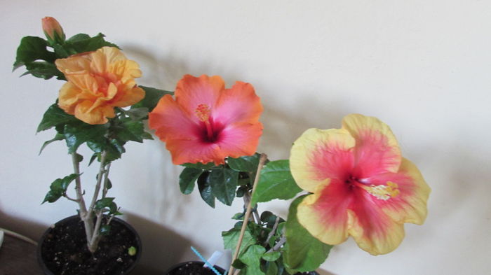 045 - Hibiscusi 2015 1