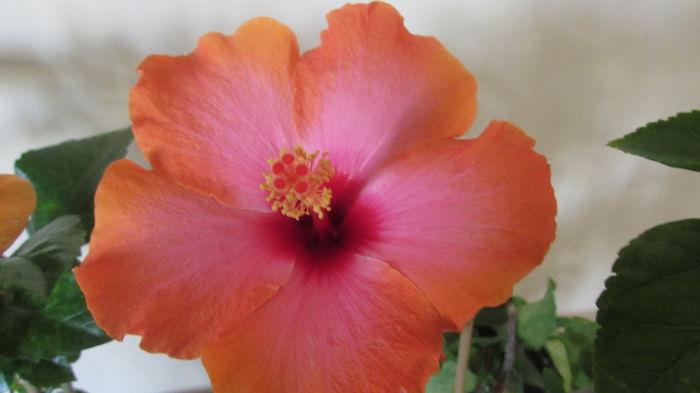 051 - Hibiscusi 2015 1