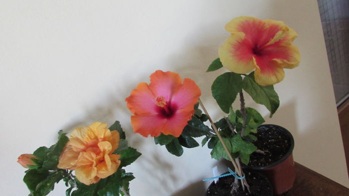 046 - Hibiscusi 2015 1