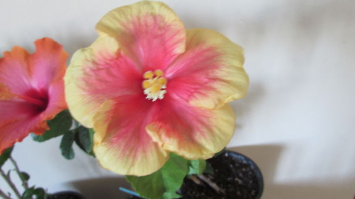 050 - Hibiscusi 2015 1