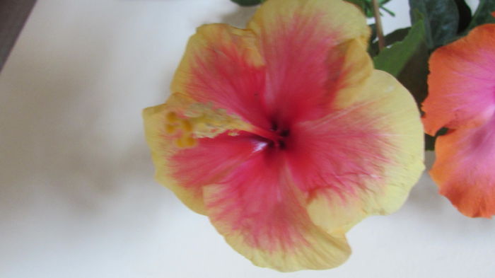 042 - Hibiscusi 2015 1