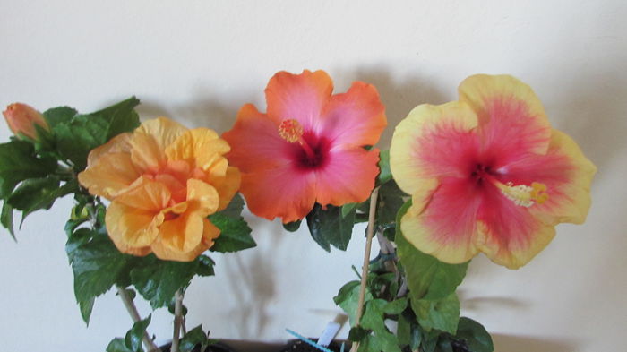 010 - Hibiscusi 2015 1