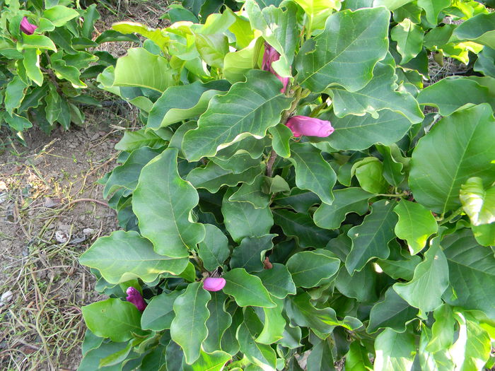 DSCN6146 - magnolii 2015