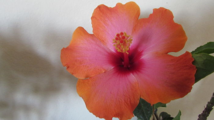 Passion - Hibiscusi 2015 1