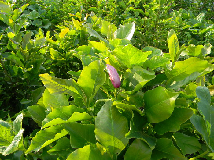 DSCN6147 - magnolii 2015