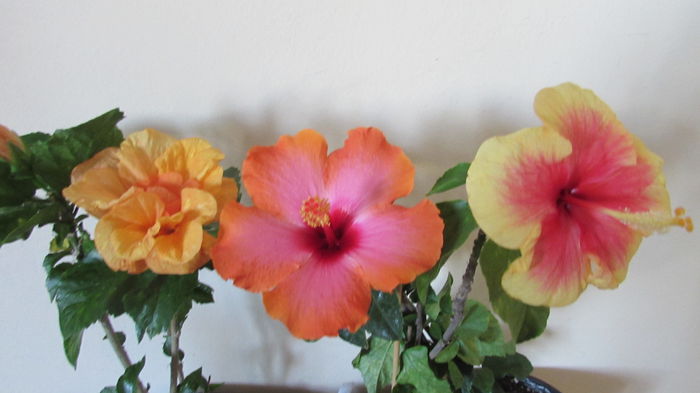 022 - Hibiscusi 2015 1