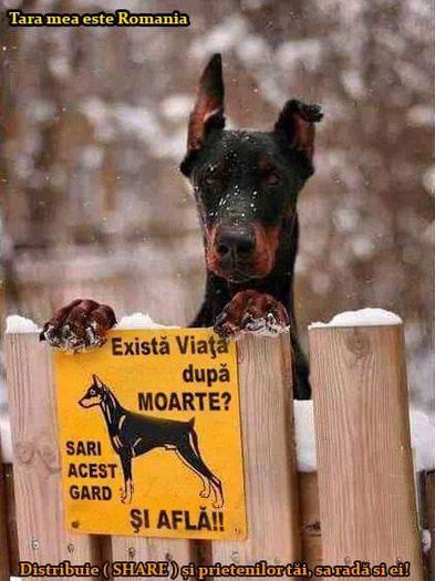 image - DOBERMANN DON DRAGON BLACKMAGIC  ANGEL