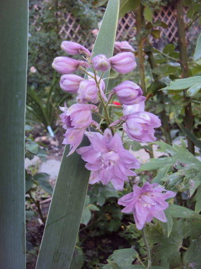 DSC06685 - Delphinium Lupin Digitalis