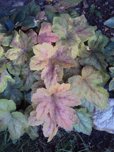 DSC06498 - 2016 Heuchera