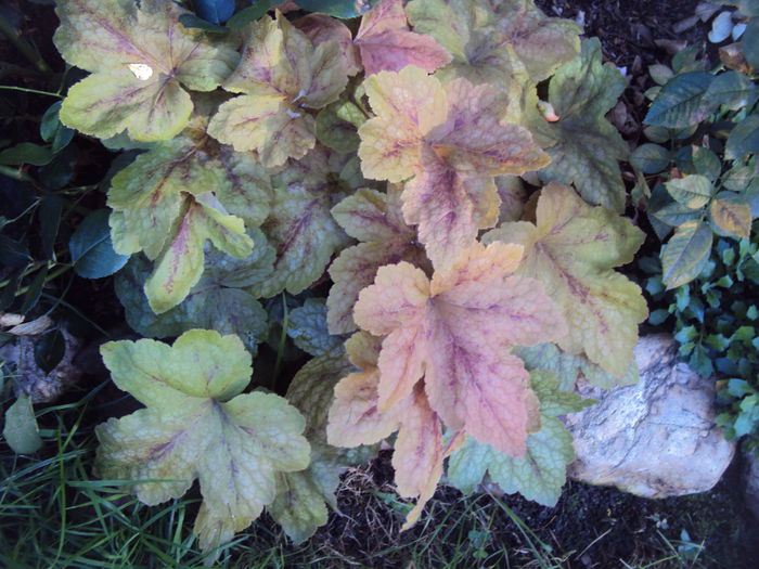 Redstone Falls - 2016 Heuchera