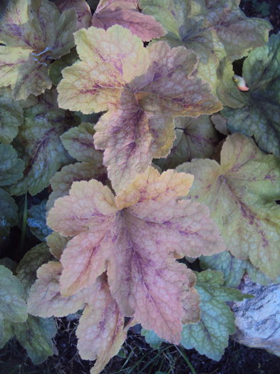 DSC06500 - 2016 Heuchera