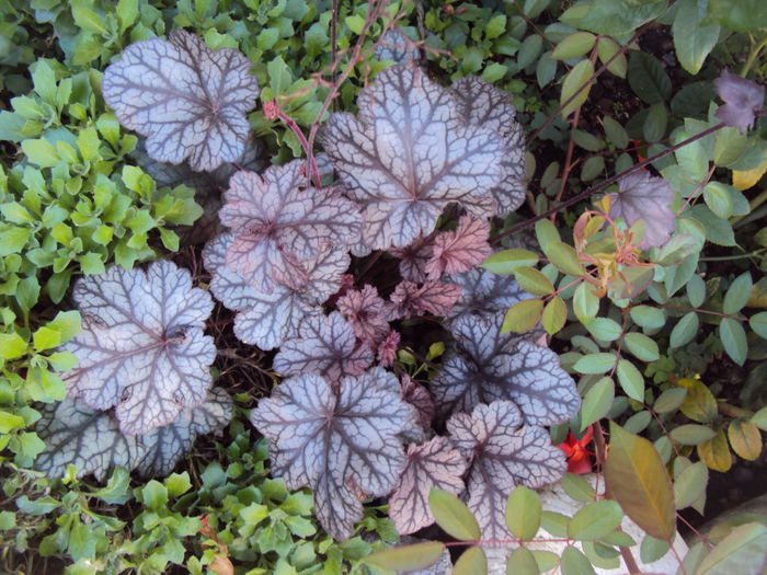 DSC06501 - 2016 Heuchera