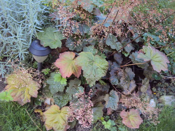 DSC06466 - 2016 Heuchera