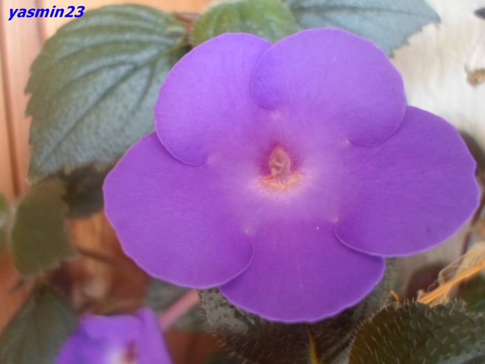 079 - A -Achimenes