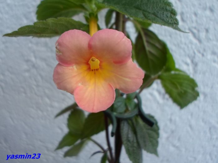 137–Sweet&Sour - Achimenes 2015 -povestea mea