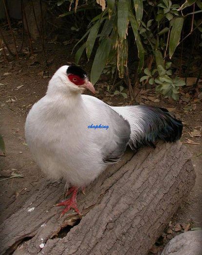 1662055_536962329735377_758990535_n - 1--fazani