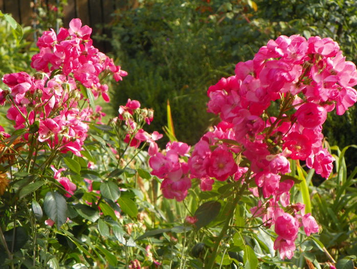 Angela - Trandafiri 2015 - 3