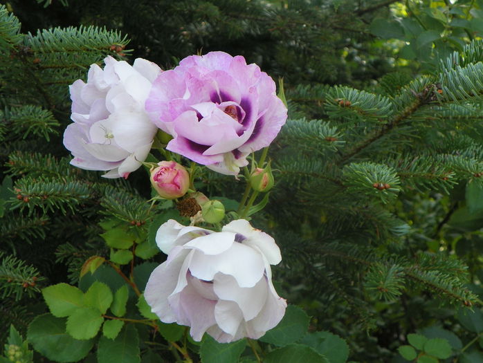 Eyes for you - Trandafiri 2015 - 3