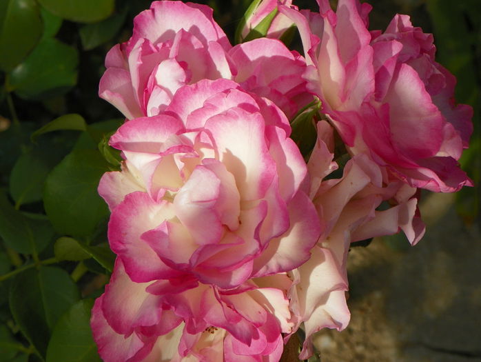 Bordure Rose
