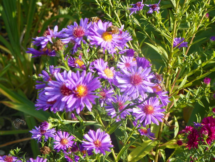 aster, aster - Toamna 2015