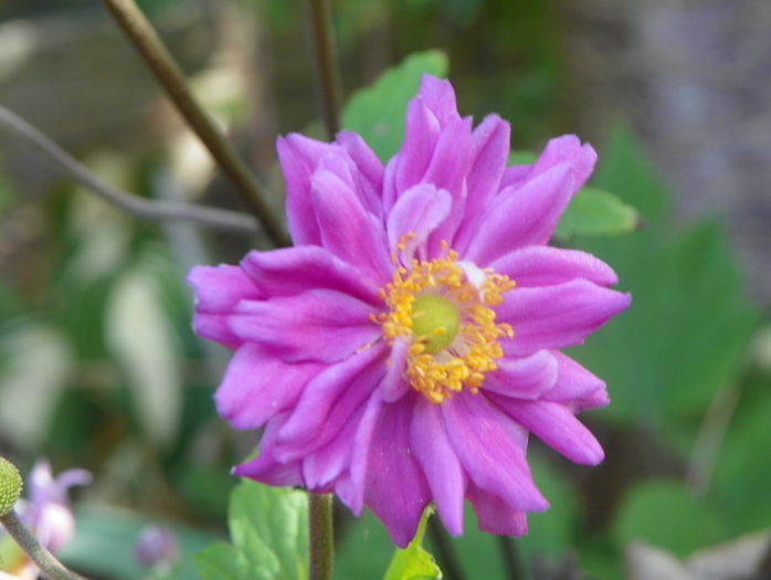 anemone jap. Pamina - Toamna 2015