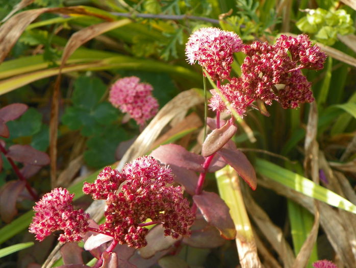 sedum Purple Emperor