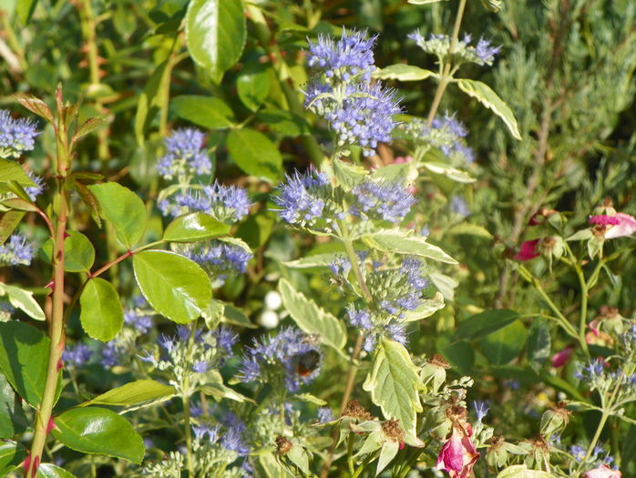 caryopteris Summer Sorbet - Toamna 2015