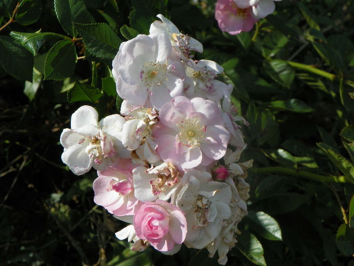 Perennial Blush - Trandafiri 2015 2