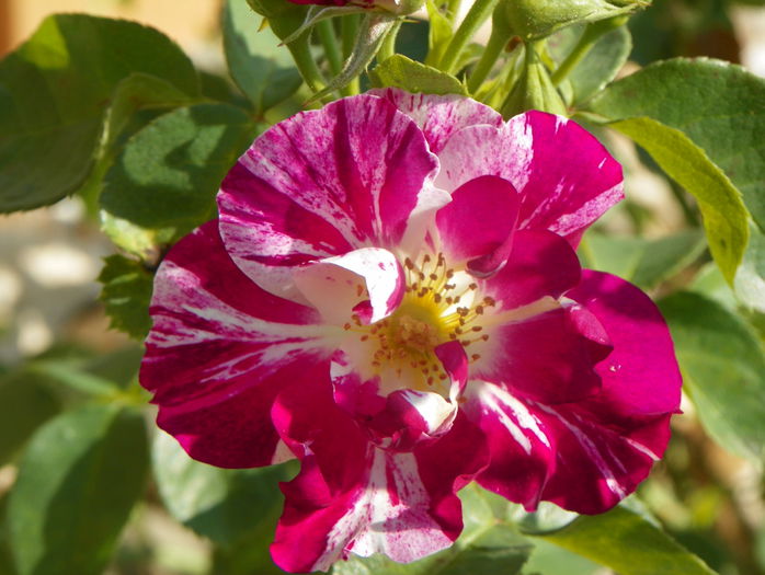 Purple Splash - Trandafiri 2015 2