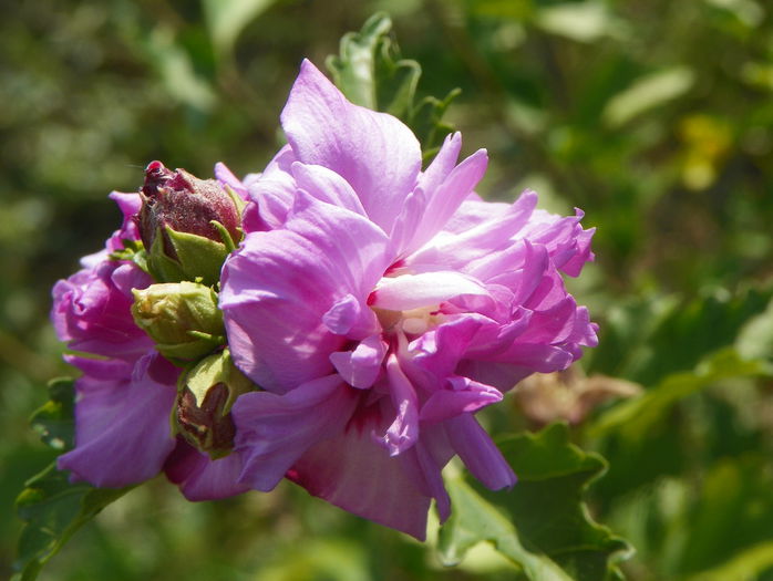 hibiscus syr. Ardens - z-Dobarland 2015