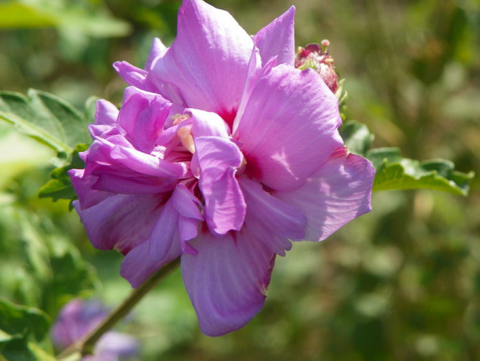 hibiscus syr. Ardens - z-Dobarland 2015