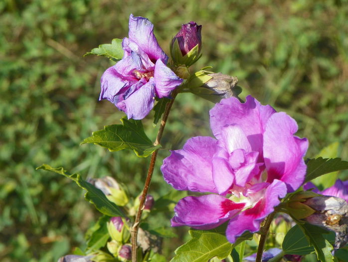 hibiscus syr. Ardens - z-Dobarland 2015