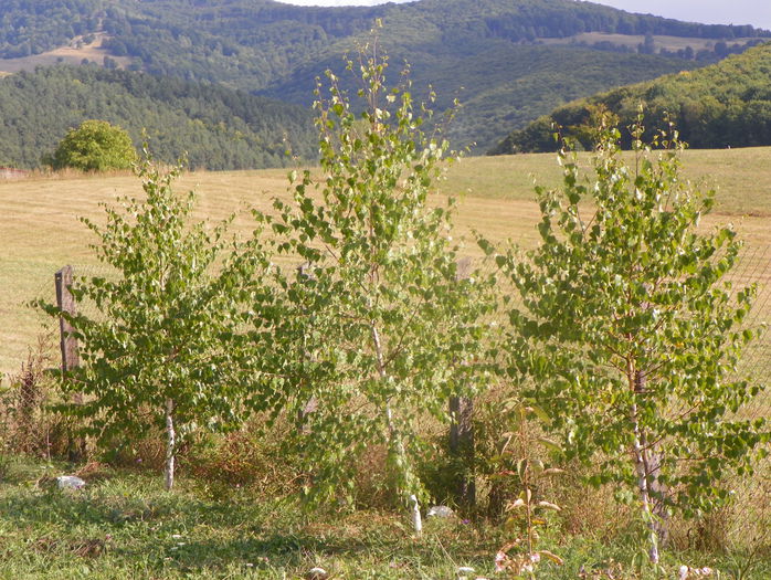 mestecenii mei - z-Dobarland 2015