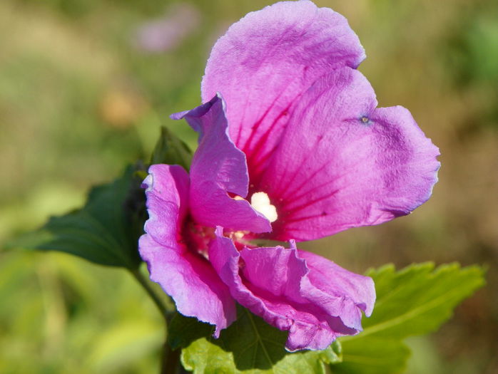 hibiscus syr. Ardens - z-Dobarland 2015