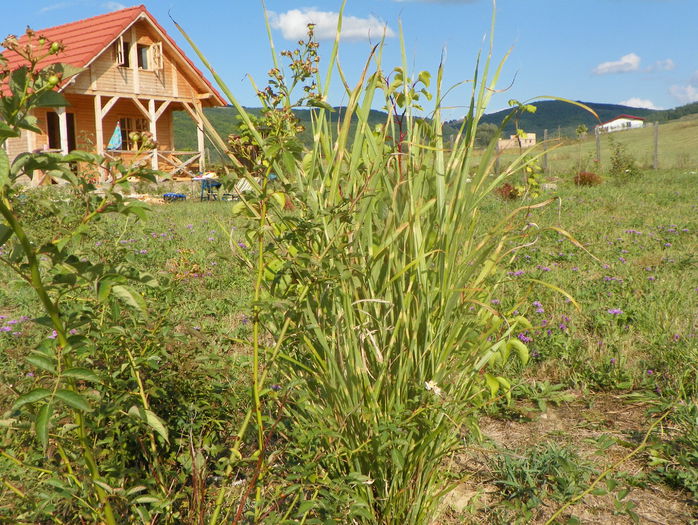 miscanthus Zebrinus - z-Dobarland 2015