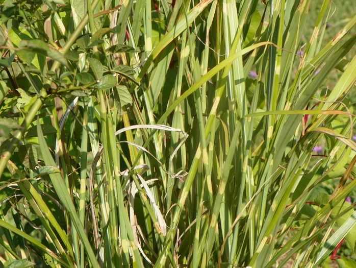 miscanthus Zebrinus - z-Dobarland 2015