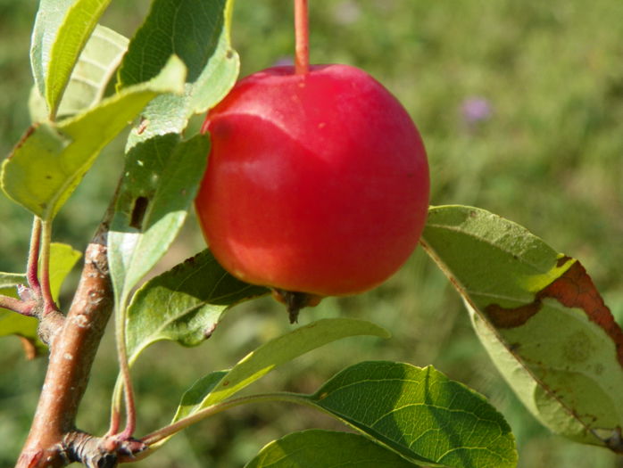 malus John Downie - z-Dobarland 2015