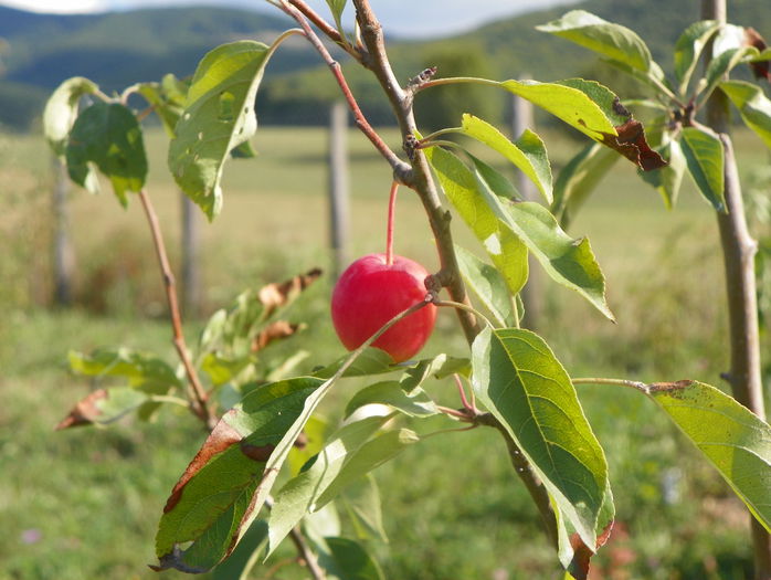 malus John Downie - z-Dobarland 2015