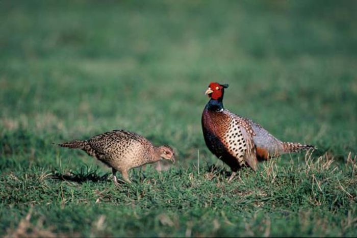 Fazanul-Specia-Phasianus-colchicus