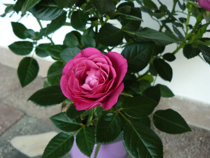 Il recunoaste cineva ?