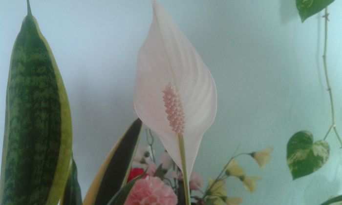 20150916_085938 - dragostea  de natura