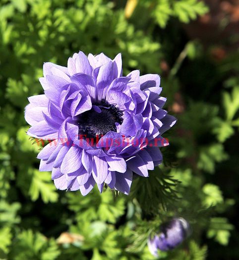 Anemone_Lord_Lieutenant__00760_zoom