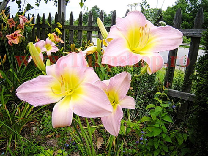 hemerocallis_Catherine_Woodbery5__40459_zoom - Achizitii 2015