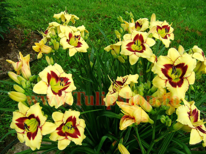 hemerocallis_el_desperado1__59587_zoom - Achizitii 2015